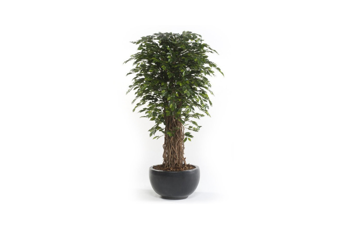 Árbol artificial Ficus Deluxe referencia 1802001